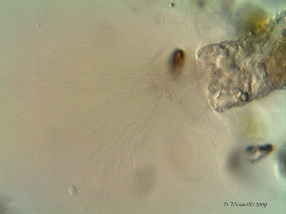 Collotheca...in movimento!